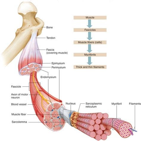 Physio Exam Muscle Flashcards Quizlet