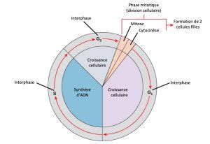 10 2 Le cycle cellulaire Introduction à la biologie cellulaire et