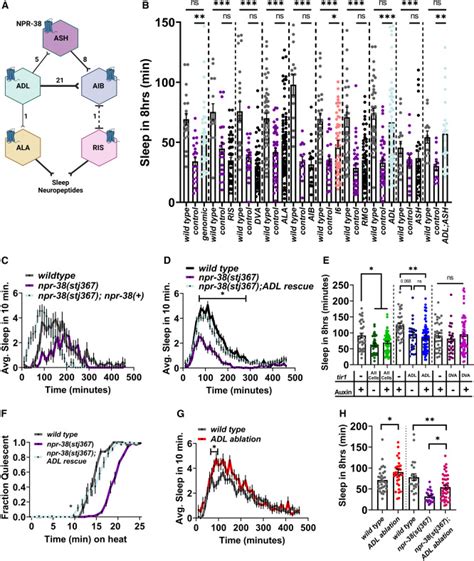 The Neuropeptide Receptor Npr 38 Regulates Avoidance And Stress Induced