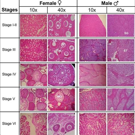 Histological Developmental Stages At 10x And 40x Magnification Po