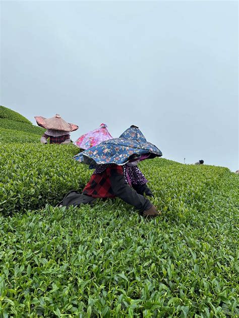 Teas From Taiwan | Rishi Tea