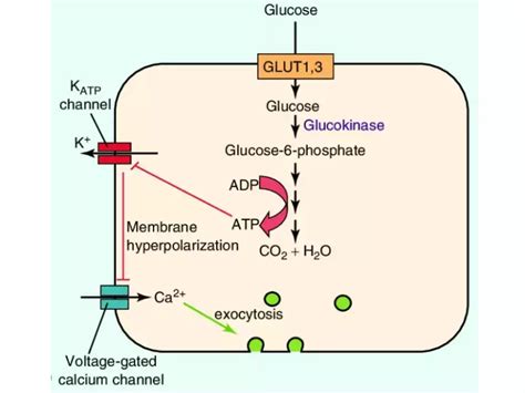 Relation Between Insulin And Potassium - Relationship Between