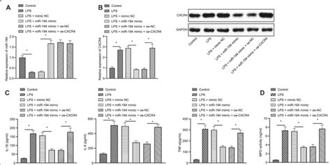 Mir Retards Lps Induced Lung Cell Inflammation By Downregulating