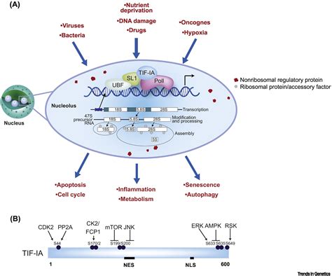 Insights Into The Relationship Between Nucleolar Stress And The Nf B