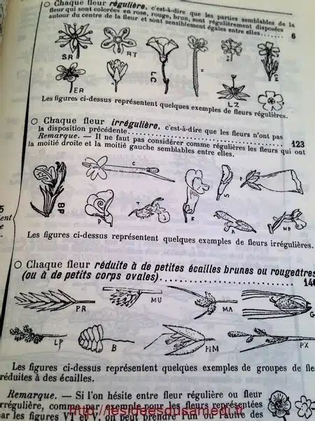 Identification des fleurs 2 outils à essayer Les idées du samedi