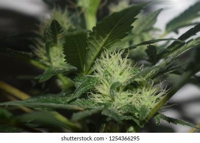 Cannabis Sativa Flowering Stock Photo (Edit Now) 1254366289