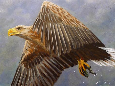 White Tailed Sea Eagle Painting