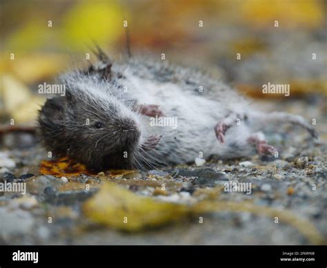 Death Of Mouse Hi Res Stock Photography And Images Alamy