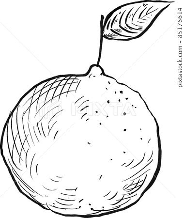 Orange Fruit Line Art Handdrawn Clipart Png Stock Illustration