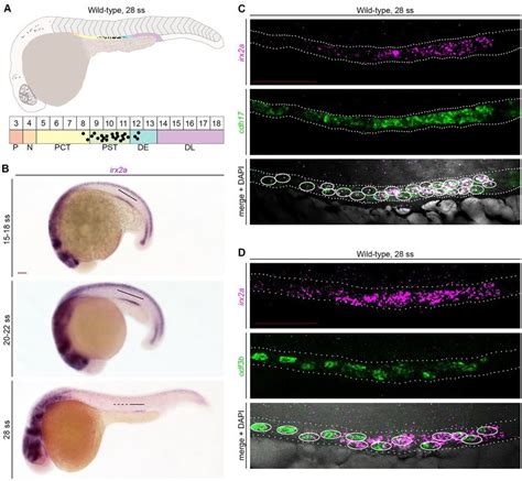 Irx2a Expression Localizes To A Region Of The Zebrafish Pronephros That