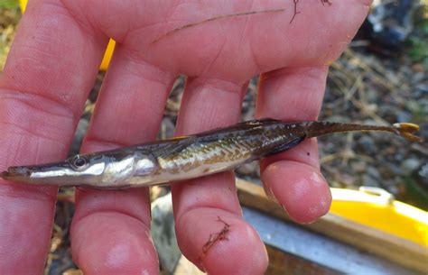 Sea Trout Netting In The Beauly Firth With Mfti Ness And Beauly