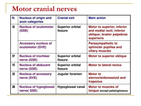 Cranial Nerves List And Function