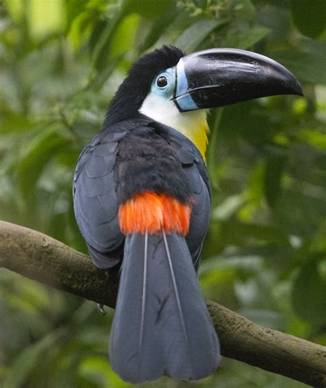 Toucan Channel Billed Toucan Richard Mcmanus Flickr