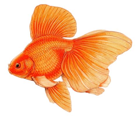 Personaje De Dibujos Animados De Peces De Colores 11660029 Png