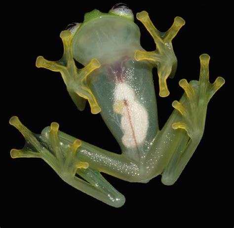 Happy Fun Science Frieday Glass Frogs Southern Fried Science