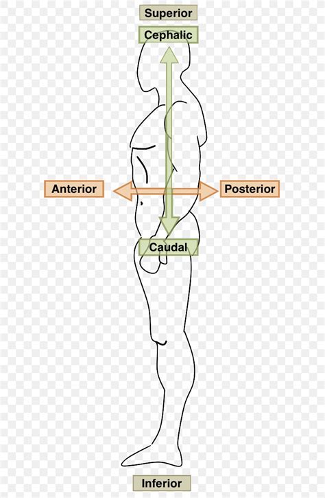 Human Body Anatomy Ventraal Anatomical Terms Of Location Coronal Plane