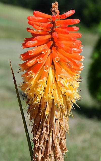 Kniphofia uvaria page