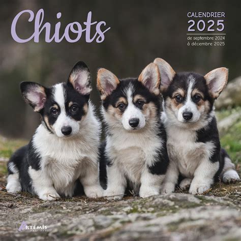 Calendrier Chiots Collectif Amazon Ca Livres