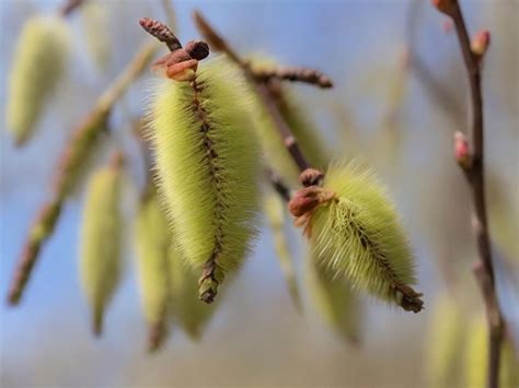 Fluffy Yellow Willow Earrings On A Blurred Purple Background Willow