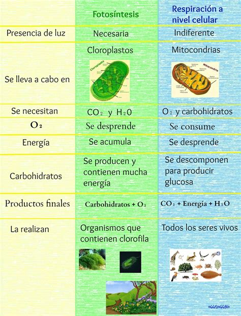 Caracterizar Figura bomba como sucede la respiracion celular en las ...