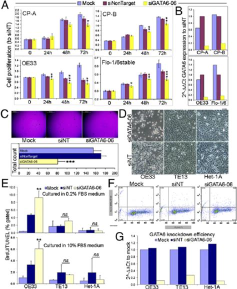 Cell Proliferation Anchorage Independent Growth And Dna Fragmentation Download Scientific