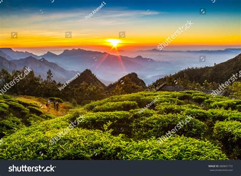 1,359 Darjeeling Tea Estates Images, Stock Photos & Vectors | Shutterstock