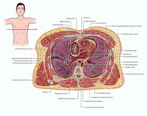 Transverse thorax and heart on Behance