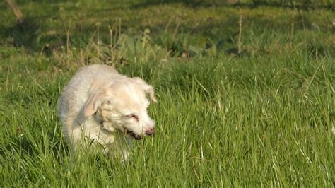 Is Catnip Safe for Dogs? | All About Catnip For Dogs