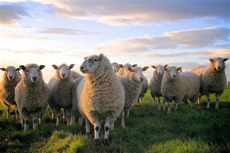 Animales Homeotermos Características Alimentación Hábitat