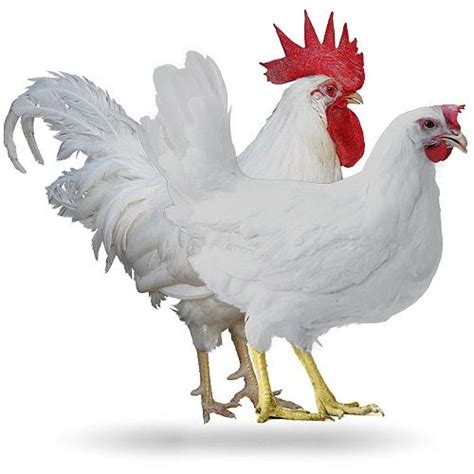 Gallina Leghorn Caracteristicas Alimentacion Crianza Y Mas