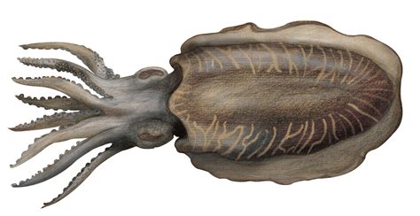 seichesepia officinalisconsommez responsablemrgoodfish