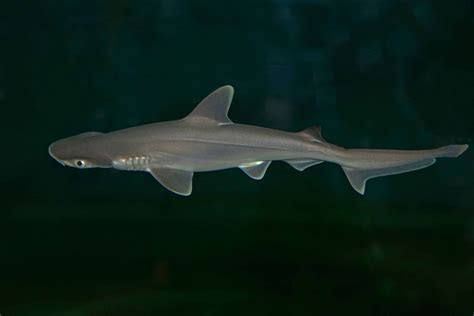 Bonnethead Shark Pups Born at Toledo Zoo & Aquarium - CORAL Magazine