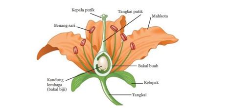 Mengetahui Fungsi Kepala Putik Pada Bunga Dan Organ Bunga Lainnya