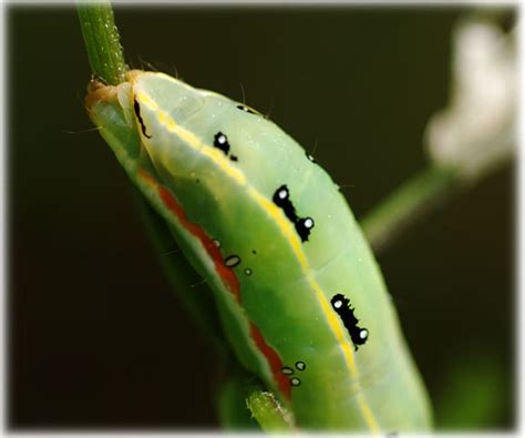 Chenille Cuculliacucullia Lactucaexylena Exsoleta