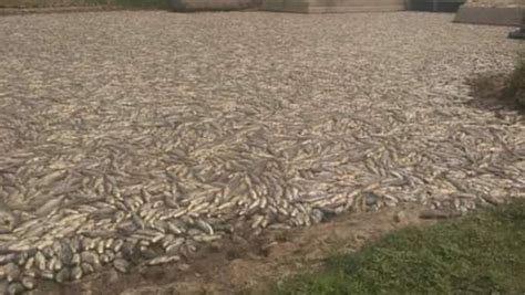 Millones De Peces Murieron Por Falta De Agua Y Ox Geno En Argentina