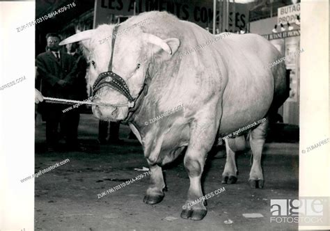 Biggest Bull In The World