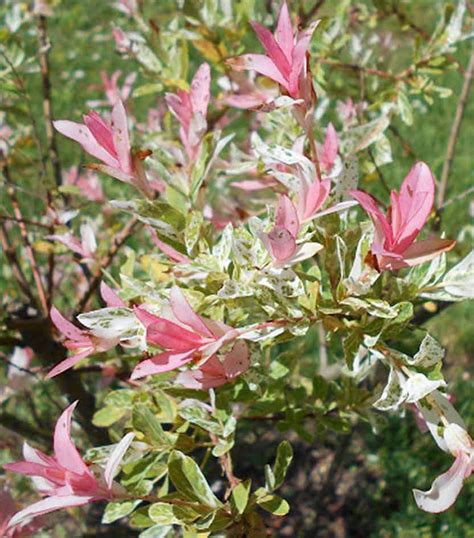 Buy Flamingo Or Shrimp Willow Salix Integra Hakuro Nishiki Online Free