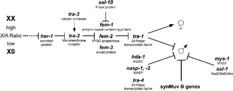 Genetic Pathway Of Somatic Sex Determination In C Elegans Download Scientific Diagram