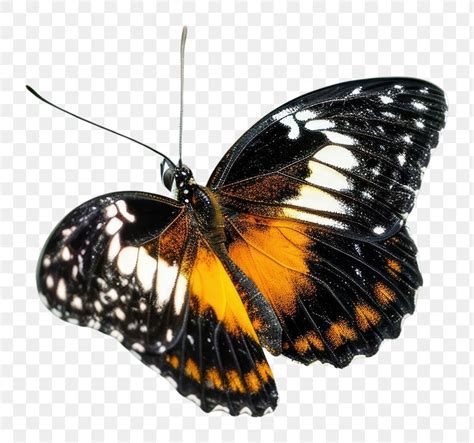 Png Butterfly Flapping Wings Animal Free Png Rawpixel