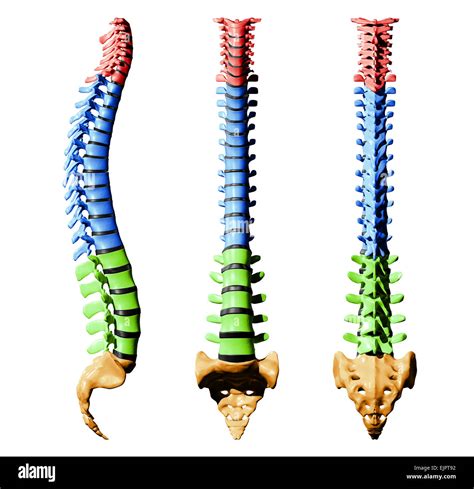 Lumbar Vertebra Lateral Im Genes Recortadas De Stock Alamy