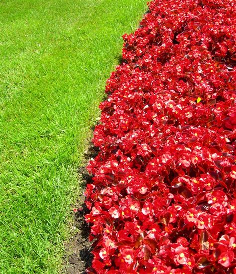 Landscape With Red Flower Beds Stock Photo Image Of Bloom Green