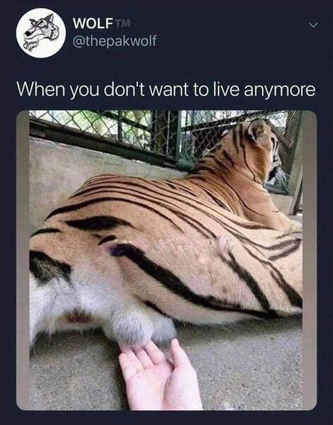 Tiger Poems - Modern Award-winning Tiger Poetry : All Poetry