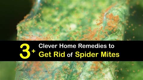 Spider Mite Home Remedies Ways To Get Rid Of Spider Mites