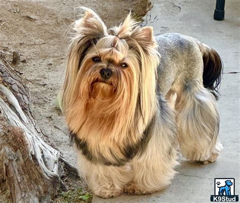 Yorkshire Terrier Stud Dogs K9stud