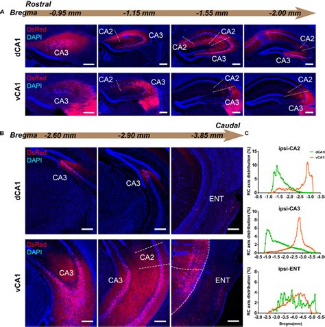 Inputs To CA1 PNs From Ipsilateral HIP Subregions A B Representative