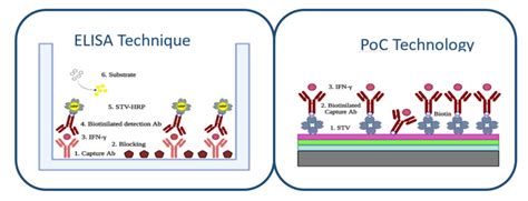 ELISA technique protocol for IFN-γ detection and PoC technology... | Download Scientific Diagram