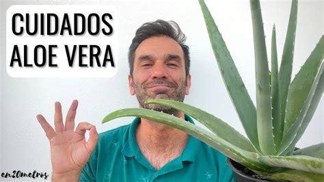 Cuidados Del Aloe Vera O S Bila En Jard N O Maceta Ubicaci N Riego