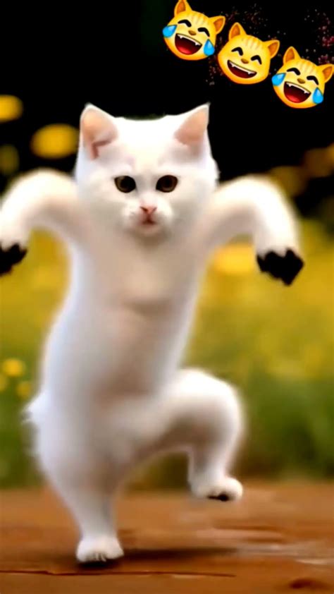 Cute Cat Dance 🩰 Funny Cat Catlover Youtube