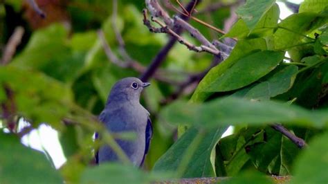 Free Images Nature Branch Photography Flower Animal Wildlife