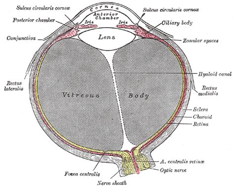 Lateral rectus muscle - wikidoc